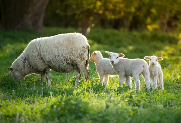 Lindos corderitos con ovejas en prado verde fresco — Foto de Stock