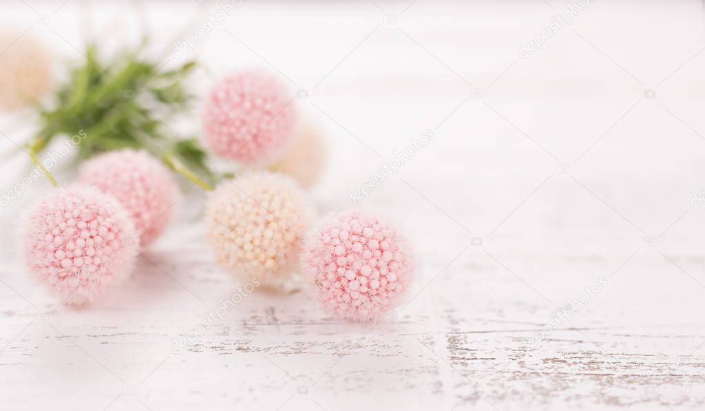Flowers composition for Valentines, Mothers or Womens Day. Pink flowers on old white wooden background.