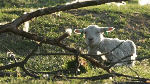 4K små lamm bete på landsbygden. — Stockvideo
