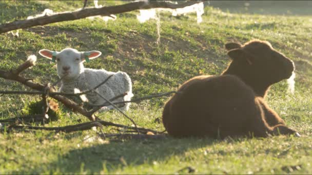 4K små lamm bete på landsbygden. — Stockvideo