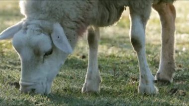 Kırsal kesimde 4k koyun otlatma.