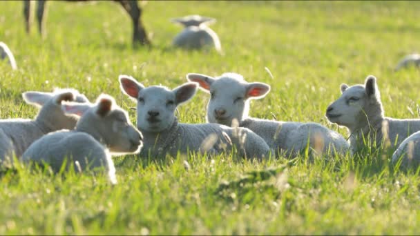 4K ovejas y corderitos pastando en el campo . — Vídeos de Stock