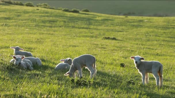 4K little lambs grazing in countryside. — Stock Video