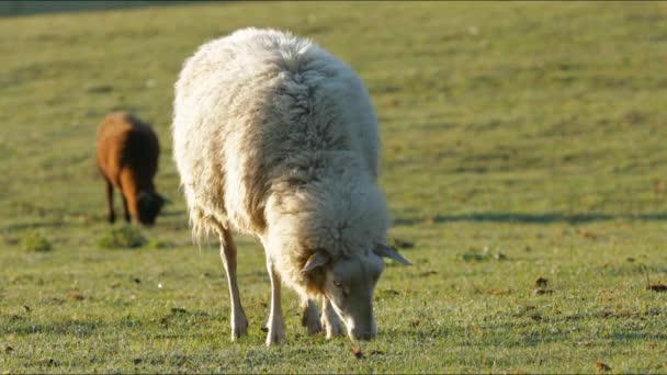 4K pecore e agnellini al pascolo in campagna . — Video Stock