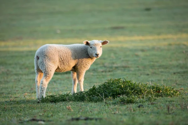 Cute little lambs on fresh green meadow — Stock Photo, Image