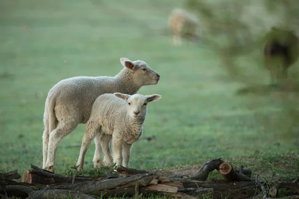 Petits agneaux mignons sur prairie verte fraîche — Photo