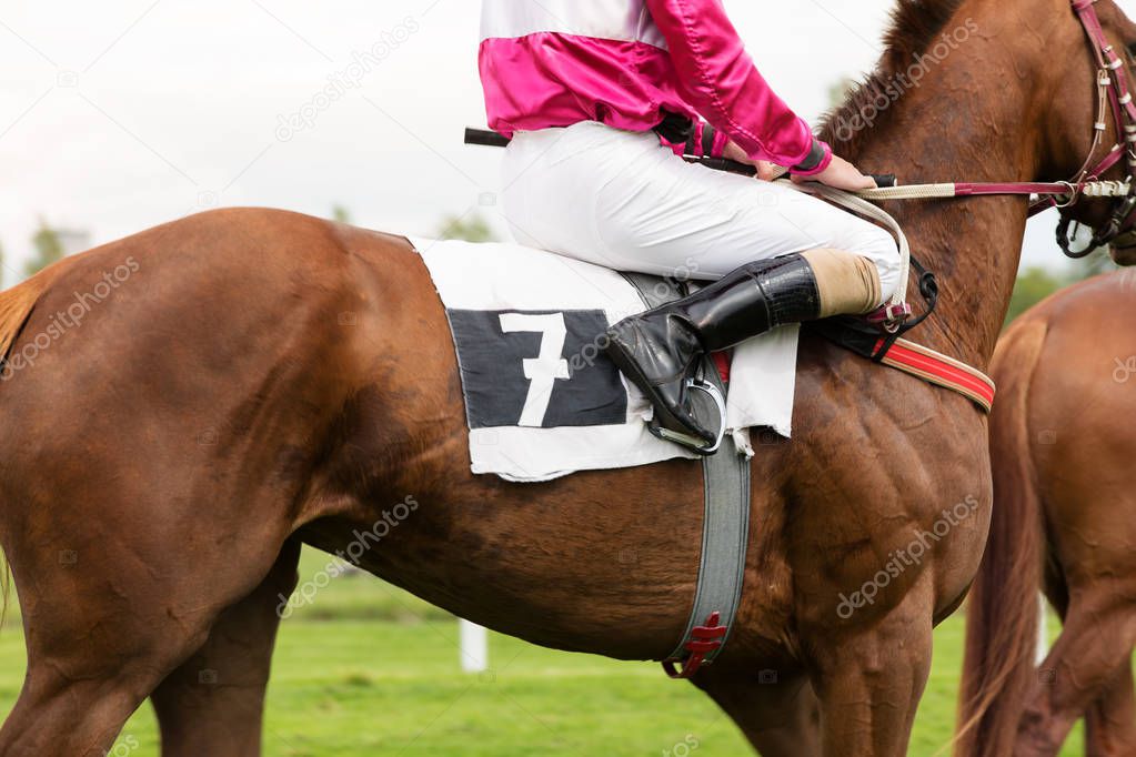 Race horse with jockey, close-up.