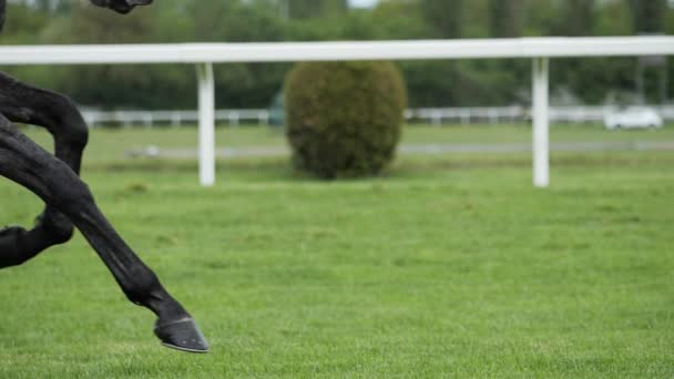 Cheval de course avec jockey à la maison droite — Video