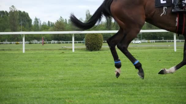 Corrida de cavalo com jóquei em casa em linha reta — Vídeo de Stock