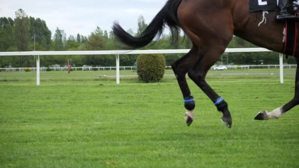 Tävlingshäst med jockey på hemvägen — Stockvideo