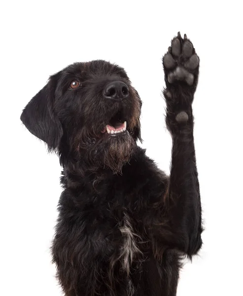 Black mixed breed dog showing paw isolated on white background. — Stock Photo, Image