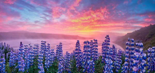 Typical Icelandic landscape with field of blooming lupine flowers. — Stock Photo, Image