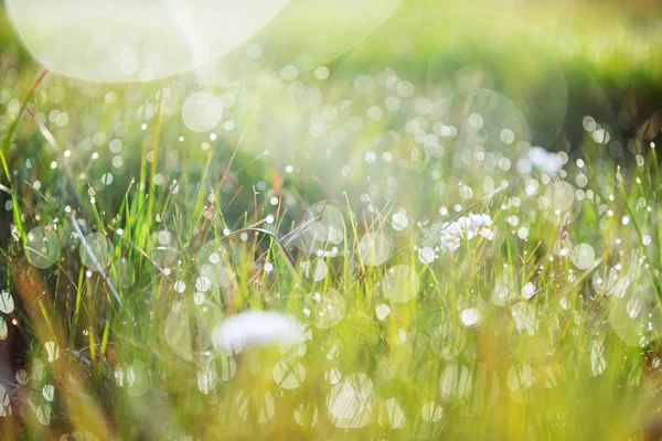 Close-up vista de orvalho na grama verde fresca na parte da manhã . — Fotografia de Stock
