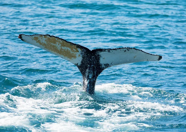 Огромный горбатый кит видели с лодки недалеко от столицы китов Хусавик, Исландия — стоковое фото
