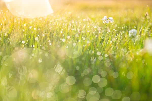 Närbild på dagg på färskt grönt gräs på morgonen. — Stockfoto