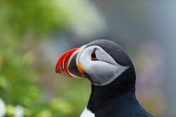 Puffin on the rocks at latrabjarg Iceland. — Stock Photo, Image