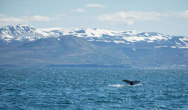 Величезний Горбатий кит видно з човна біля столиці китів Husavik, Ісландія — стокове фото