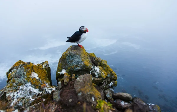 Puffin on the rocks at latrabjarg Iceland. — Stock Photo, Image