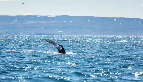 Enorme ballena jorobada vista desde el barco cerca de la capital de las ballenas Husavik, Islandia — Foto de Stock