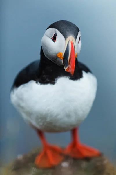 Puffin on the rocks a latrabjarg iceland . — Foto Stock