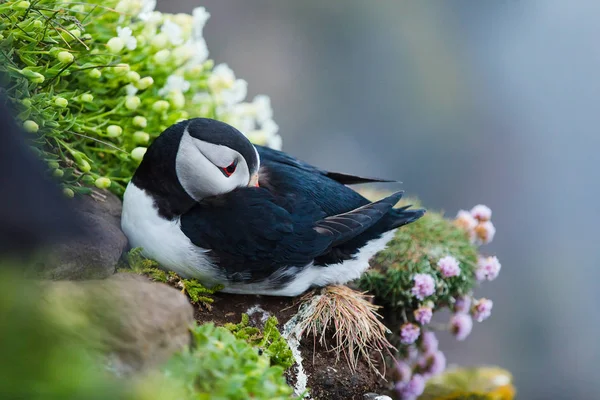 Puffin nas rochas em latrabjarg iceland . — Fotografia de Stock