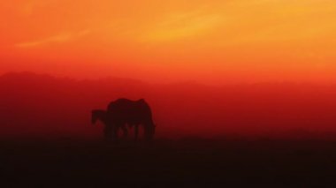 Gün batımında sahada İzlanda atları, İzlanda doğal doğa manzara.