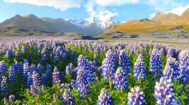 Çiçek açan lupin çiçekleriyle tipik İzlanda manzarası.