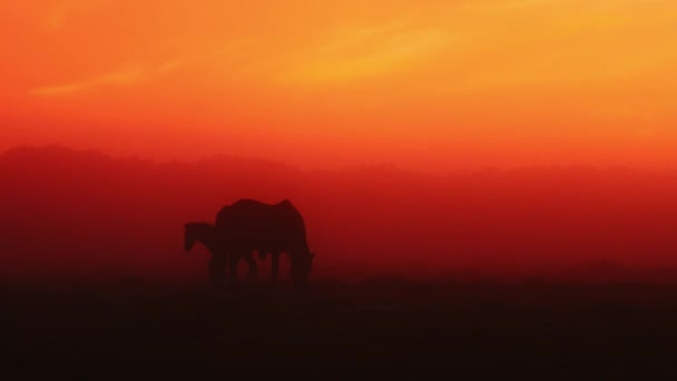 アイスランドの夕日、アイスランドの風光明媚な自然の風景の間にフィールドでアイスランドの馬. — ストック動画