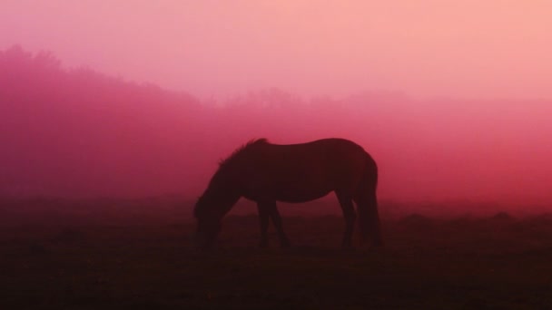 Caballo islandés en el campo durante la puesta del sol, paisaje natural escénico de Islandia . — Vídeo de stock