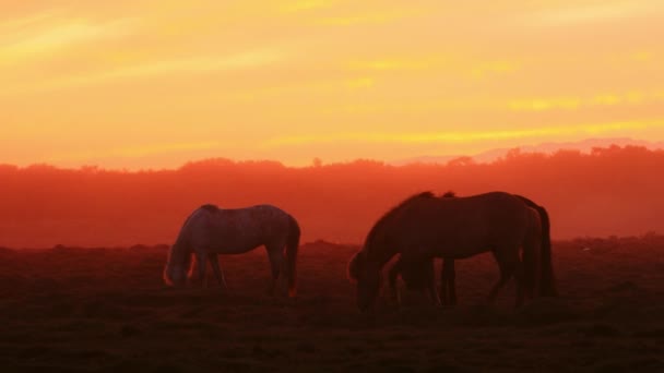 Ισλανδικά άλογα στο γήπεδο κατά το ηλιοβασίλεμα, γραφικό τοπίο της φύσης της Ισλανδίας. — Αρχείο Βίντεο