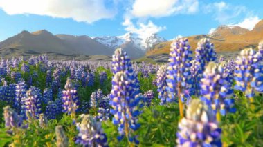 Çiçek açan lupin çiçekleriyle tipik İzlanda manzarası.