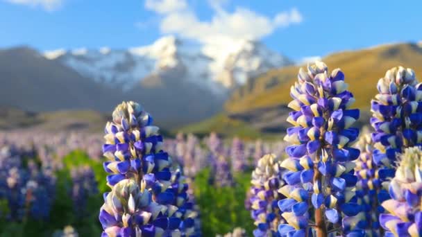 Tipico paesaggio islandese con campo di fiori di lupino in fiore. — Video Stock