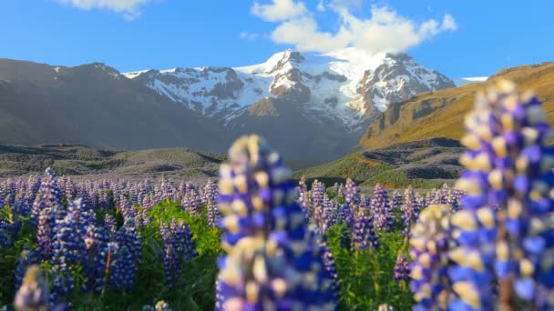 Typická islandská krajina s polem kvetoucích vlčích květů. — Stock video