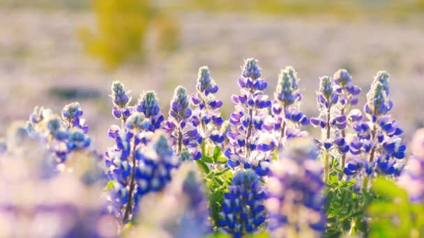 Tipico paesaggio islandese con campo di fiori di lupino in fiore. — Video Stock