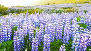 Çiçek açan lupin çiçekleriyle tipik İzlanda manzarası.