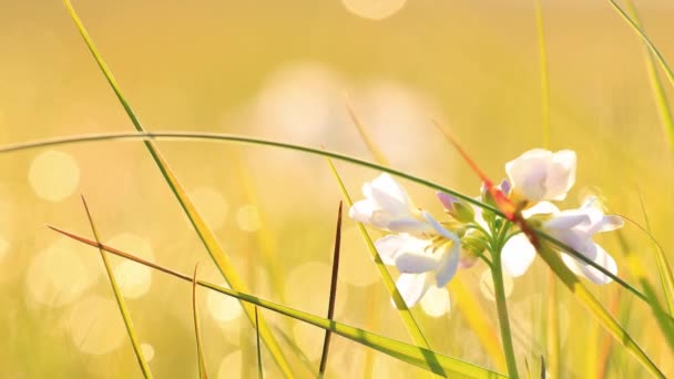 Close-up uitzicht op de dauw op het verse groene gras in de ochtend. — Stockvideo