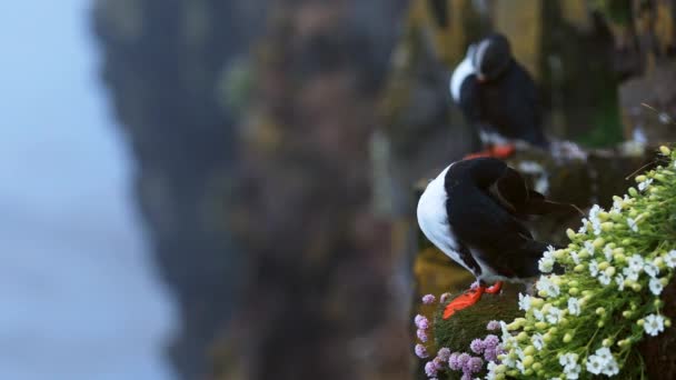 Puffins en las rocas en latrabjarg Islandia . — Vídeo de stock