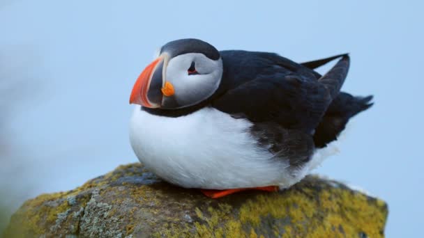 Puffin en las rocas en Latrabjarg iceland . — Vídeo de stock