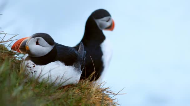 Lunnefågel på klipporna vid latrabjarg Island. — Stockvideo