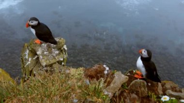 Latrabjarg İzlanda 'da kayalıklarda martılar.