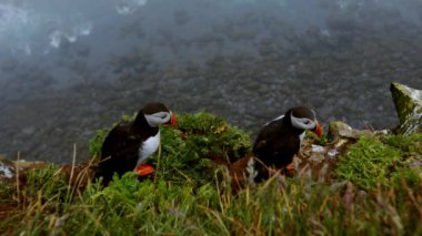 Latrabjarg İzlanda 'da kayalıklarda martılar.