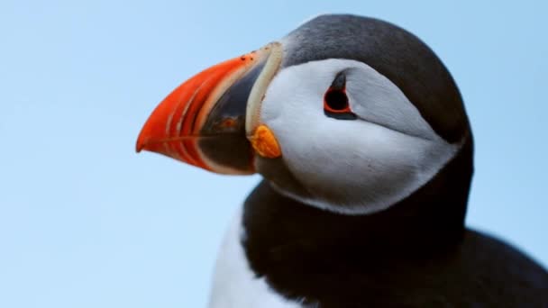 Papageitaucher auf den Felsen am Latrabjarg Island. — Stockvideo