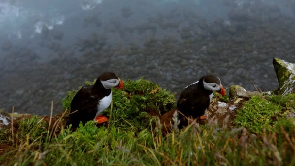Puffins op de rotsen bij latrabjarg IJsland. — Stockvideo