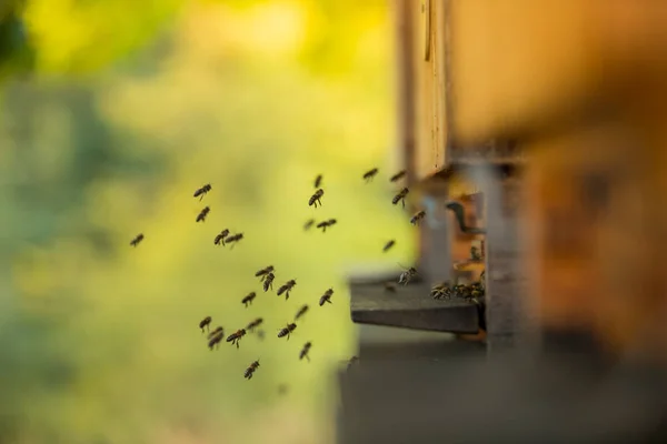 Uçan arıdan yakın çekim. — Stok fotoğraf