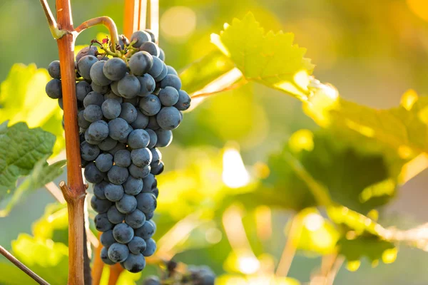 Bunch of grapes on a vineyard during sunset. — Stock Photo, Image