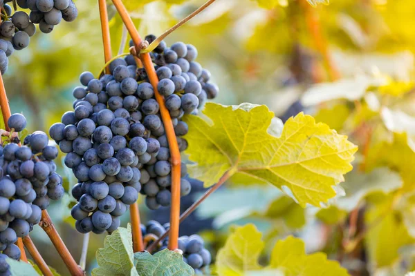 Bunch of grapes on a vineyard during sunset. — Stock Photo, Image