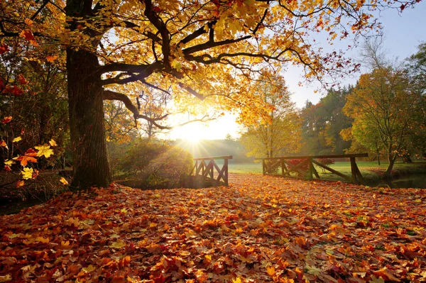 Bosco autunnale. Bellissimo paesaggio rurale . — Foto Stock