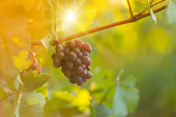 Bunch of grapes on a vineyard during sunset. — Stock Photo, Image