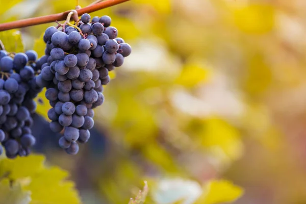 Bunch of grapes on a vineyard during sunset. — Stock Photo, Image