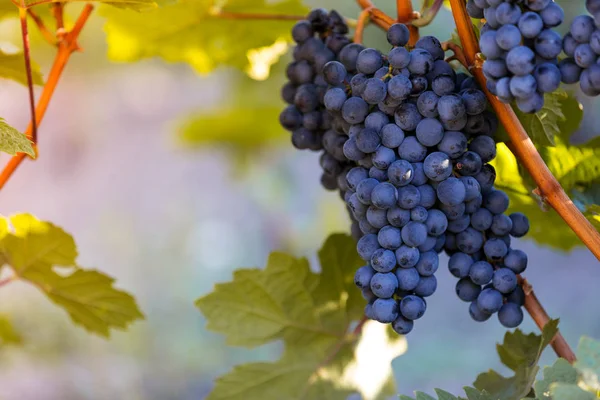 Bunch of grapes on a vineyard during sunset. — Stock Photo, Image